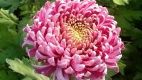 chryzantéma flower-569601 1280